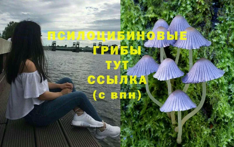 Галлюциногенные грибы Psilocybe  Надым 